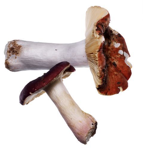 Mushroom 14